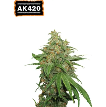 Semeno Seedstockers - AK420 Auto 1 ks