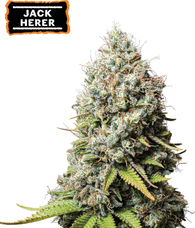 Seedstockers - Jack Herer 5 ks