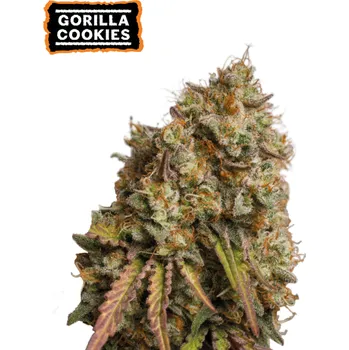 Semeno Seedstockers - Gorilla Cookies 25 ks
