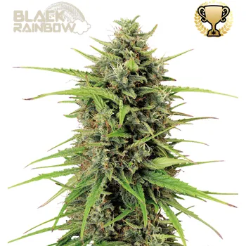 Semeno Seedstockers Superior - Black Rainbow Auto 3 ks
