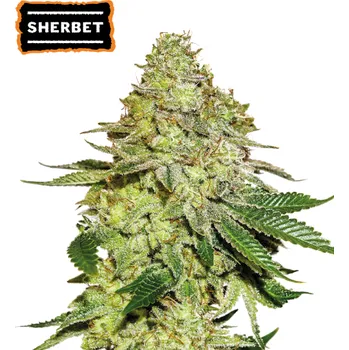 Semeno Seedstockers - Sherbet 100 ks