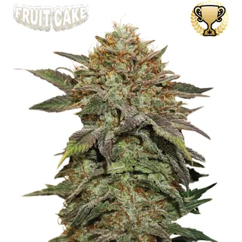 Semeno Seedstockers Superior - Fruit Cake 1 ks