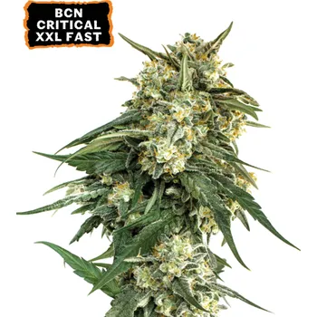 Semeno Seedstockers - BCN Critical XXL Fast 3 ks