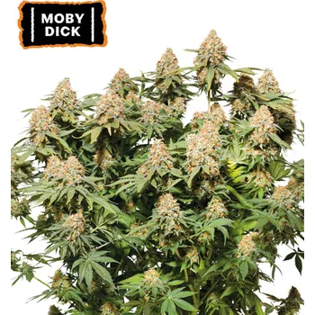 Semeno Seedstockers - Moby Dick 25 ks