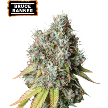 Semeno Seedstockers - Bruce Banner Auto 3 ks