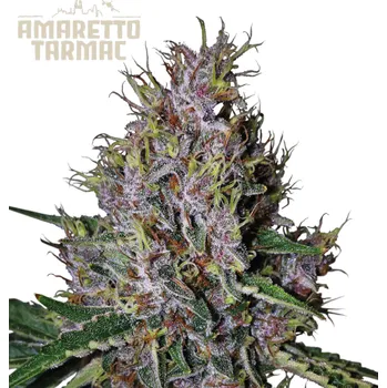Semeno Seedstockers Superior - Amaretto Tarmac Auto 3 ks