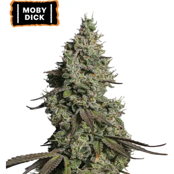 Semeno Seedstockers - Moby Dick Auto 25 ks