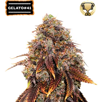Semeno Seedstockers - Gelato 41 1 ks