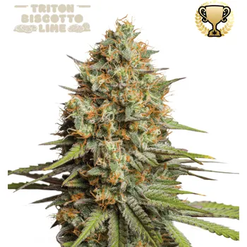 Semeno Seedstockers Superior - Triton Biscotto Lime Auto 3 ks