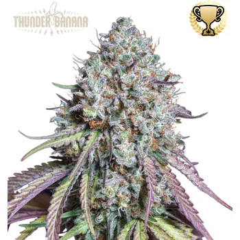 Semeno Seedstockers Superior - Thunder Banana 3 ks
