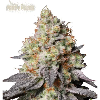 Semeno Seedstockers Superior - Panty Punch Auto 3 ks