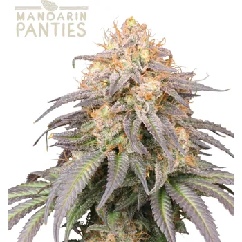 Semeno Seedstockers Superior - Mandarin Panties Auto 3 ks