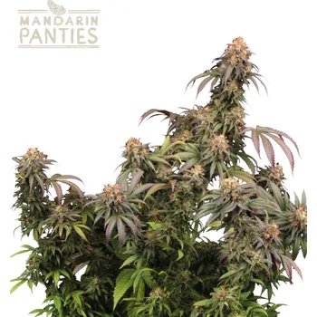 Semeno Seedstockers Superior - Mandarin Panties 3 ks