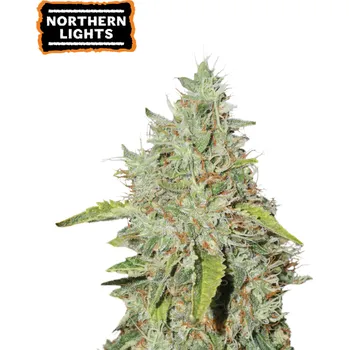 Semeno Seedstockers - Northern Lights 25 ks