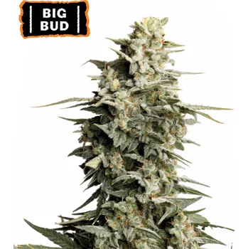 Semeno Seedstockers - Big Bud 25 ks