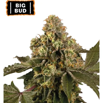 Semeno Seedstockers - Big Bud Auto 3 ks