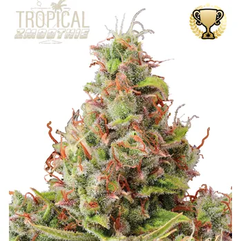 Semeno Seedstockers Superior - Tropical Zmoothie Auto 3 ks