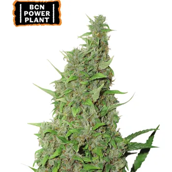 Semeno Seedstockers - BCN Power Plant 1 ks