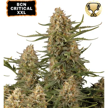 Semeno Seedstockers - BCN Critical XXL 25 ks