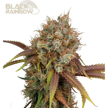 Semeno Seedstockers Superior - Black Rainbow 3 ks