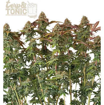 Semeno Seedstockers Superior - Terp & Tonic Auto 5 ks