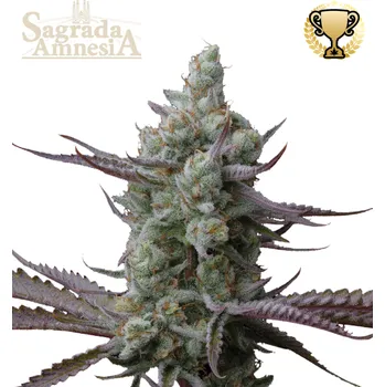 Semeno Seedstockers Superior - Sagrada Amnesia 3 ks