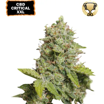 Semeno Seedstockers - CBD Critical XXL Auto 1 ks