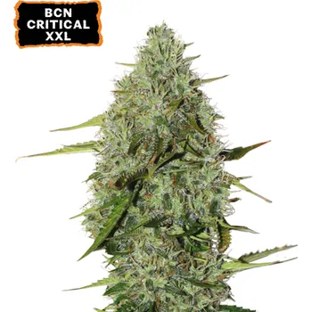Semeno Seedstockers - BCN Critical XXL Auto 3 ks