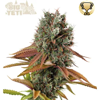 Semeno Seedstockers Superior - Big Yeti 25 ks