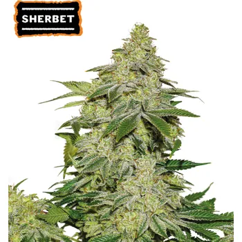 Semeno Seedstockers - Sherbet Auto 3 ks