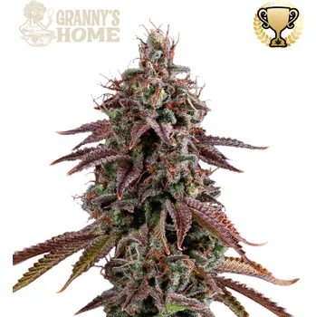 Semeno Seedstockers Superior - Grannys Home 5 ks