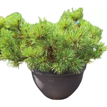 Pinus mugo ´Gnom´ , Borovice kleč, miska 35l