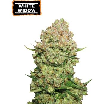Semeno Seedstockers - White Widow 1 ks