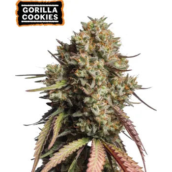 Semeno Seedstockers - Gorilla Cookies Auto 3 ks
