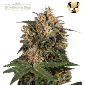 Semeno Seedstockers Superior - Blackberry Gum 1 ks
