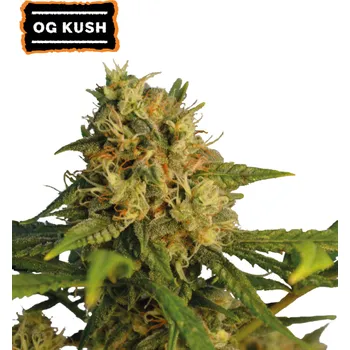 Semeno Seedstockers - O.G. Kush 3 ks