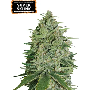 Semeno Seedstockers - Super Skunk 25 ks