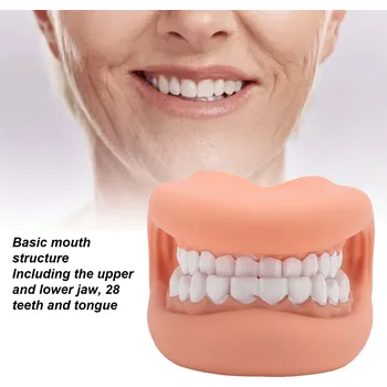 Výuková hračka Model chrupu pro děti se zuby a jazykem | edukační hračka, model zubů