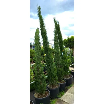 Sazenice Cypřiš stálezelený 'Pyramidalis' 250-300cm, (kontejner)