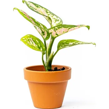 Gardners Aglaonema Red Valentine, průměr 6 cm Aglaonema, Spící panna