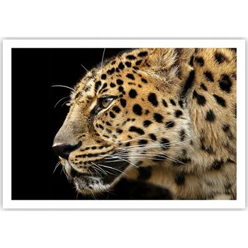 Obraz Plakát na zeď bez rámu 100x70 zvířata obraz plakáty do obývacího pokoje ložnice