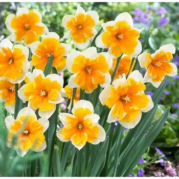 Cibulovina Narcis Orangery 10 ks