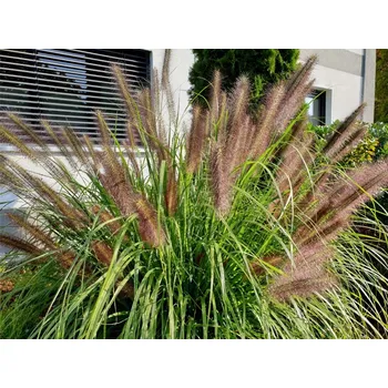 Sazenice Dochan psárkovitý Velikost kontejneru: 4l