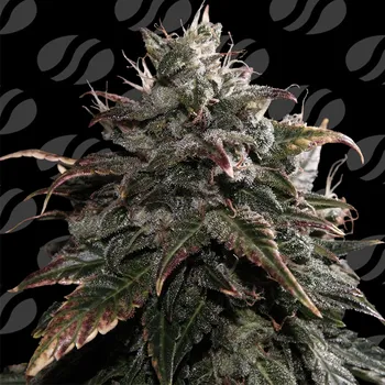 Semeno Original Sensible Seeds - Papaya Stank 1 ks