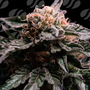 Semeno Original Sensible Seeds - Banana Fumes 1 ks
