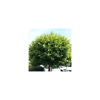 Sazenice Čerbák Platanus acerifolia Alphen´s Globe kmínek 180 cm ok 8-10cm