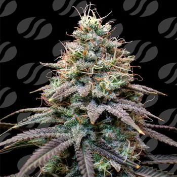 Semeno Original Sensible Seeds - FumePop Auto 3 ks