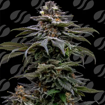 Semeno Original Sensible Seeds - Purple Overload 1 ks