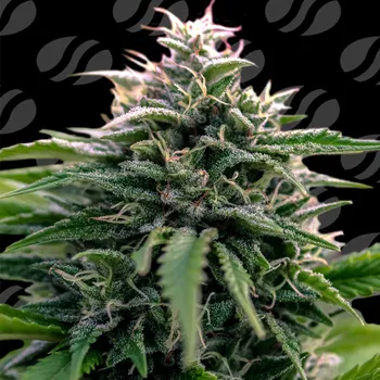 Semeno Original Sensible Seeds - Creamzilla Auto 1 ks