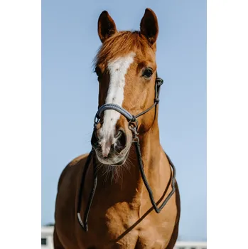 Jezdecká ohlávka s otěžemi NORTON Fancy